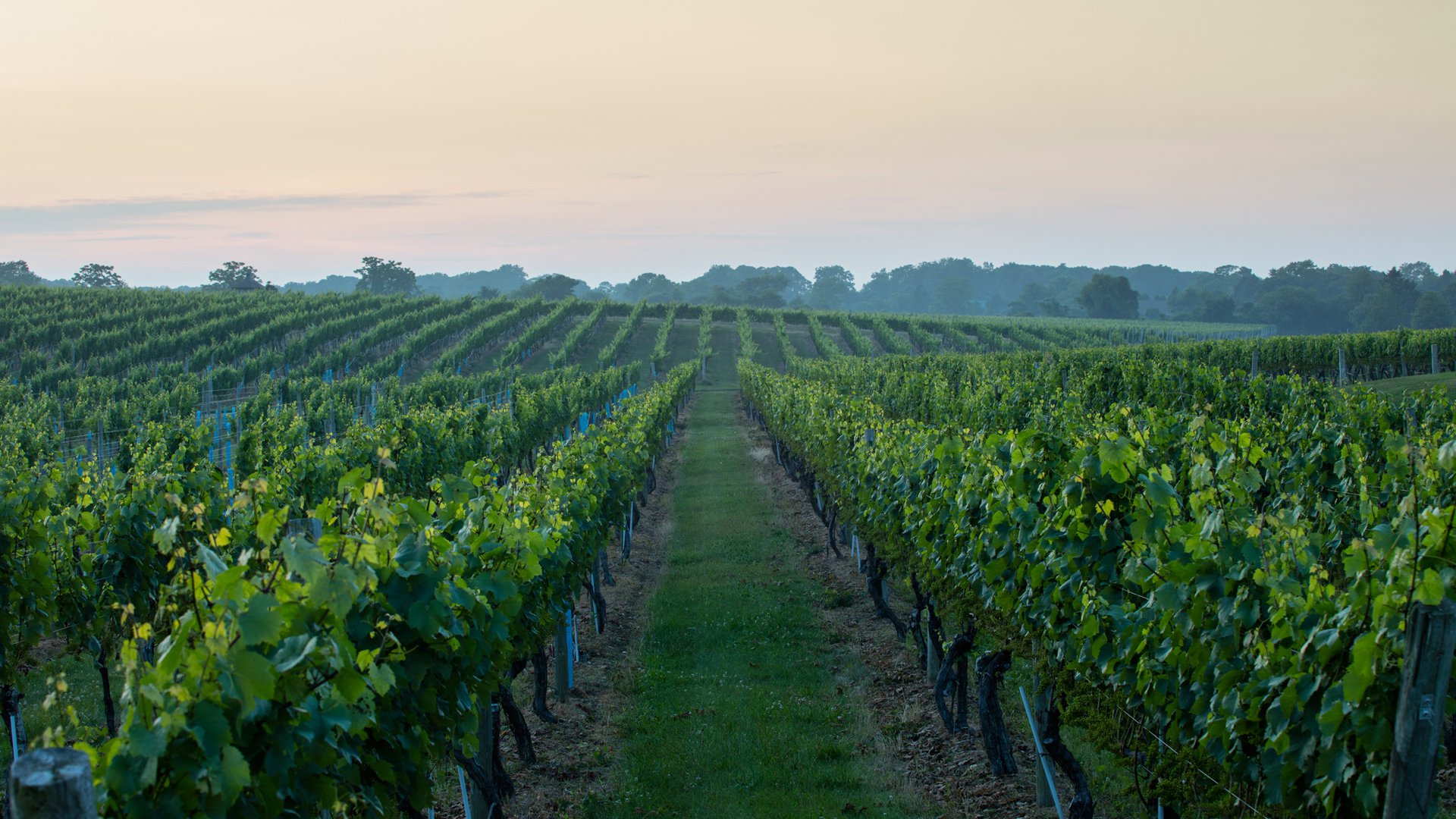 انتخاب رقم انگور تجاری